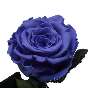 Trandafir Criogenat Violet XL În Cupolă De Sticlă Cadou Nemuritor 12x25cm - Trandafir - Criogenat.ro