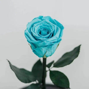 Trandafir Criogenat XL Turcoaz în Cupolă de Sticlă Cadou pentru Persoana Dragă - Trandafir - Criogenat.ro