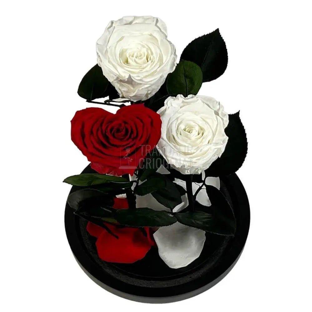 2 Trandafiri Criogenati albi, 1 trandafir rosu in forma de inima - Trandafir-Criogenat.ro