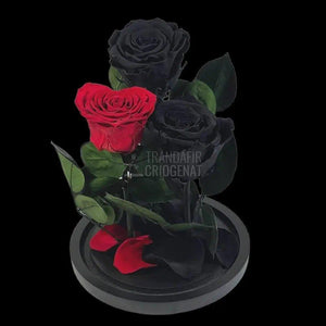 2 Trandafiri Criogenati negrii, 1 trandafir rosu cu forma inima - Trandafir-Criogenat.ro