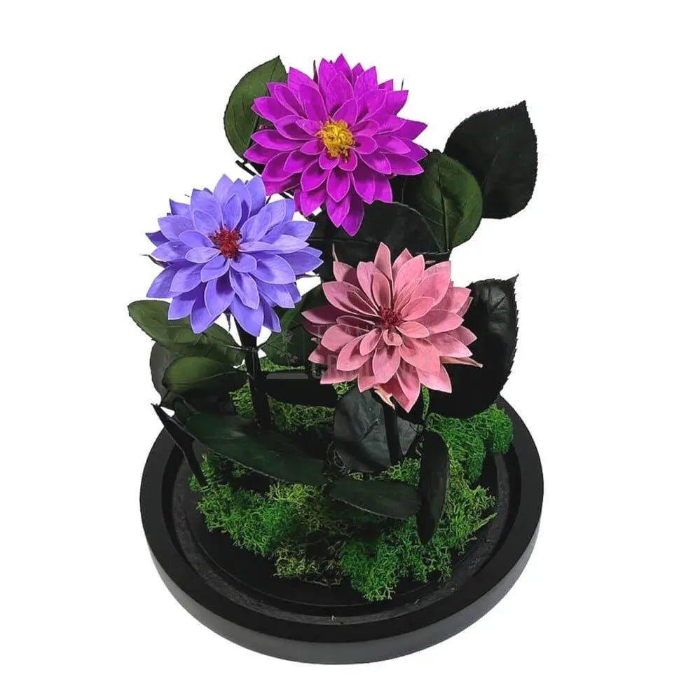 3 Dalii Criogenate mov, purpuriu, mov-pudrat in cupola de sticla - Trandafir-Criogenat.ro