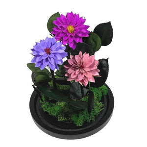 3 Dalii Criogenate mov, purpuriu, mov-pudrat in cupola de sticla - Trandafir-Criogenat.ro