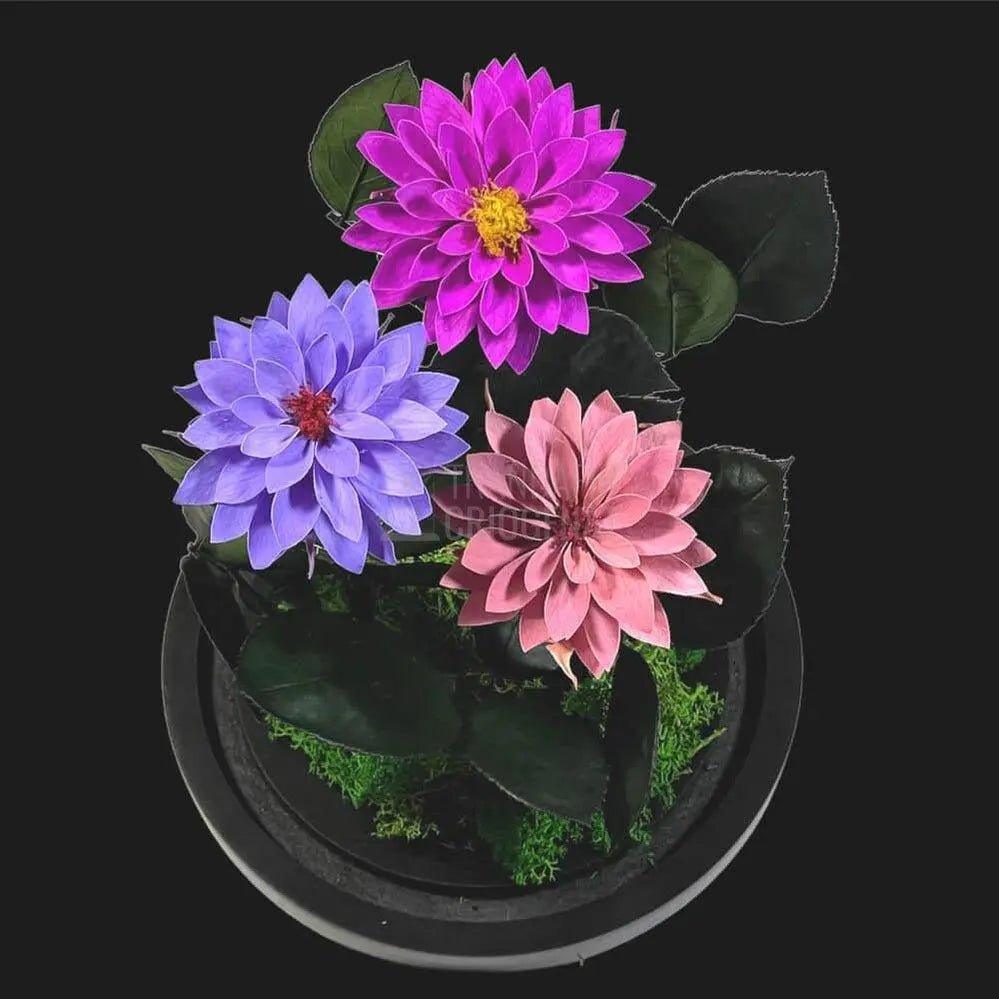 3 Dalii Criogenate mov, purpuriu, mov-pudrat in cupola de sticla - Trandafir-Criogenat.ro