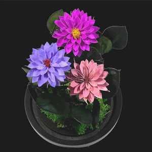 3 Dalii Criogenate mov, purpuriu, mov-pudrat in cupola de sticla - Trandafir-Criogenat.ro