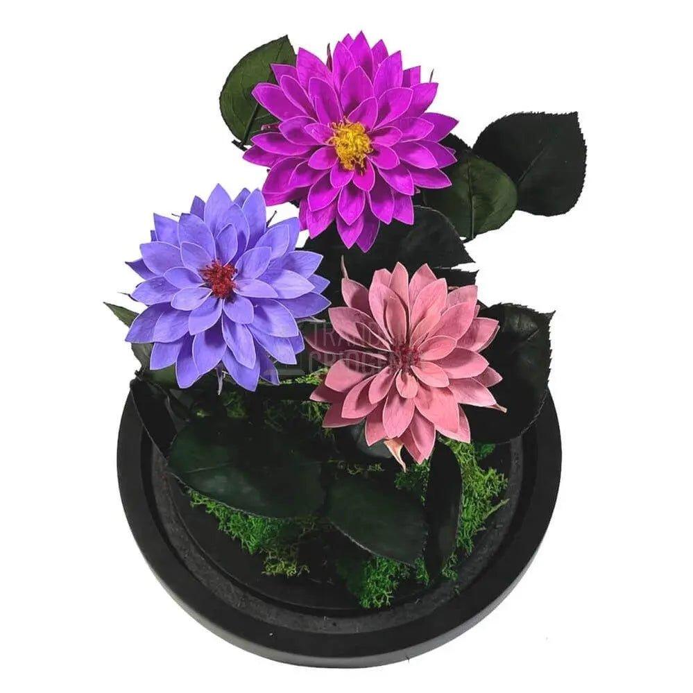 3 Dalii Criogenate mov, purpuriu, mov-pudrat in cupola de sticla - Trandafir-Criogenat.ro