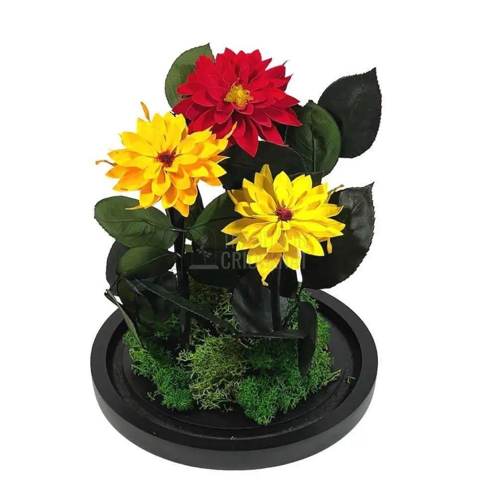 3 Dalii Criogenate rosie, portocalie, galbena in cupola de sticla - Trandafir-Criogenat.ro