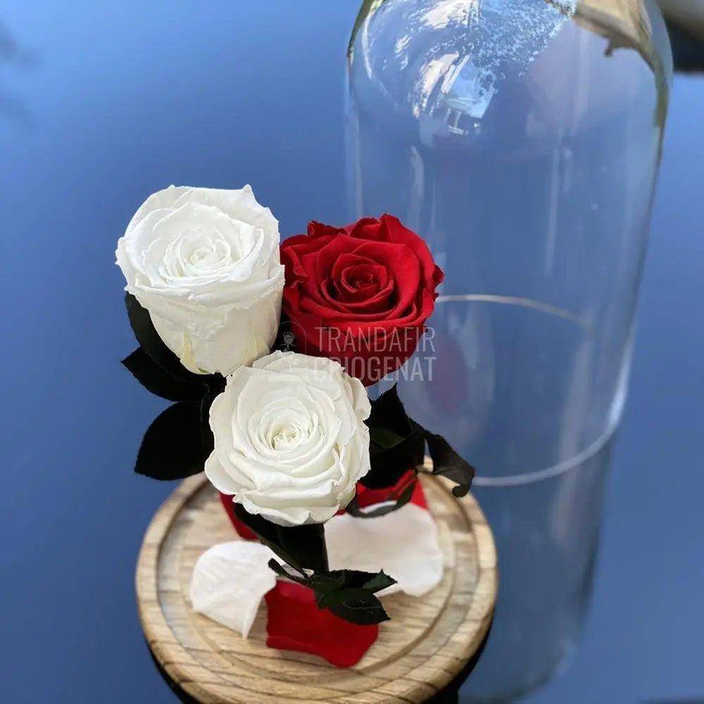 3 Trandafiri Criogenati 2 albi, 1 rosu Ø6,5cm, cupola 15x25cm - Trandafir-Criogenat.ro