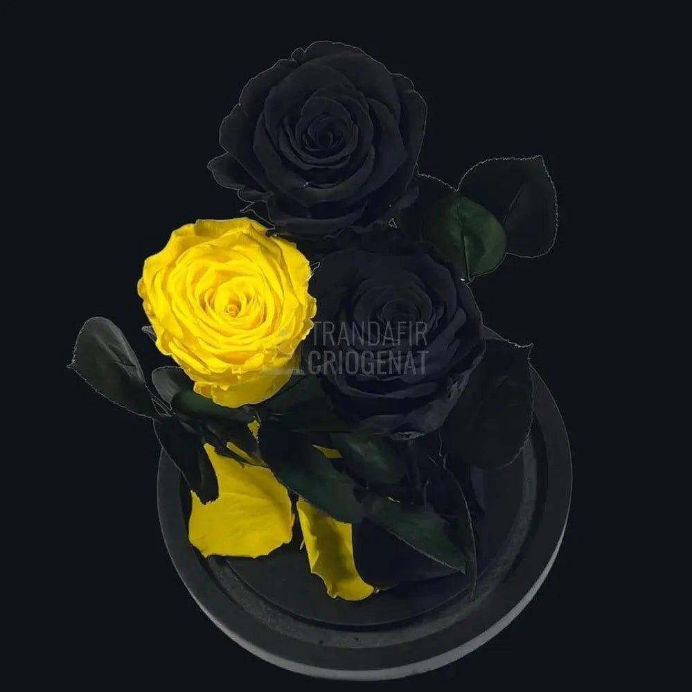3 Trandafiri Criogenati, 2 negrii si 1 galben, in cupola sticla - Trandafir-Criogenat.ro