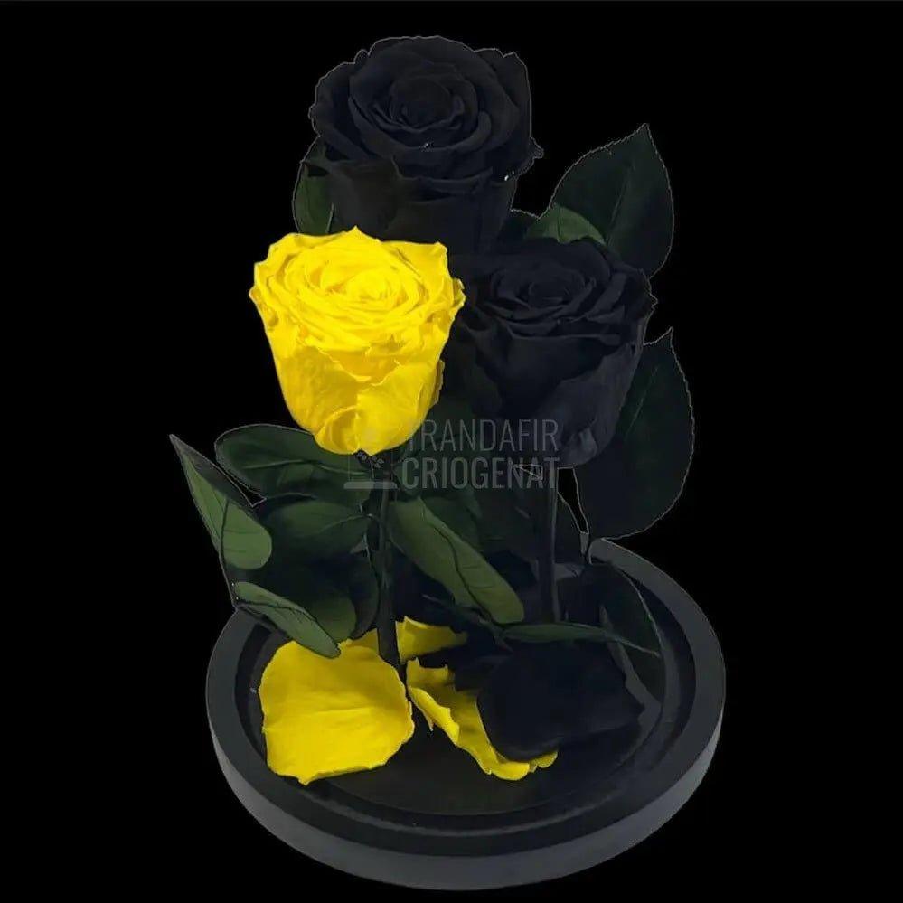 3 Trandafiri Criogenati, 2 negrii si 1 galben, in cupola sticla - Trandafir-Criogenat.ro