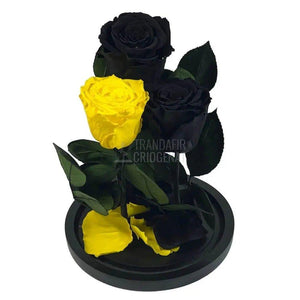 3 Trandafiri Criogenati, 2 negrii si 1 galben, in cupola sticla - Trandafir-Criogenat.ro