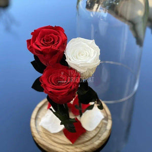 3 Trandafiri Criogenati 2 rosii, 1 alb Ø6,5cm, cupola 15x25cm - Trandafir-Criogenat.ro