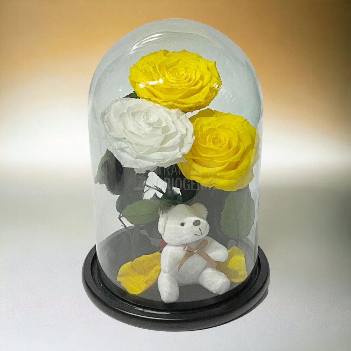 3 Trandafiri Criogenati mari, 2 galbeni, 1 alb, cupola ursulet - Trandafir-Criogenat.ro