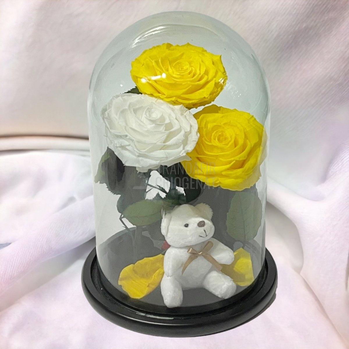 3 Trandafiri Criogenati mari, 2 galbeni, 1 alb, cupola ursulet - Trandafir-Criogenat.ro