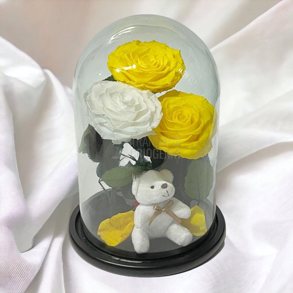 3 Trandafiri Criogenati mari, 2 galbeni, 1 alb, cupola ursulet - Trandafir-Criogenat.ro