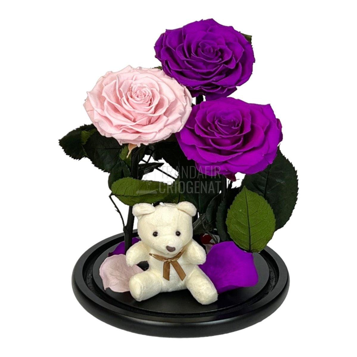 3 Trandafiri Criogenati mari, 2 purpuriu, 1 roz, cupola ursulet - Trandafir-Criogenat.ro