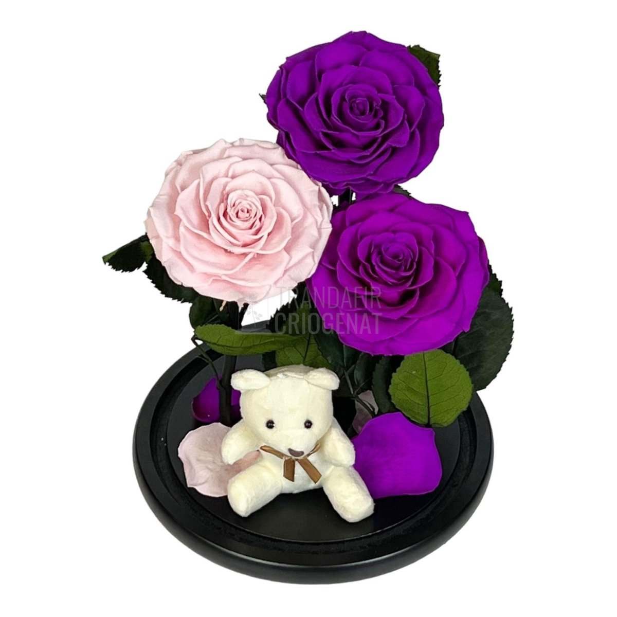 3 Trandafiri Criogenati mari, 2 purpuriu, 1 roz, cupola ursulet - Trandafir-Criogenat.ro