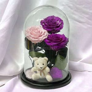 3 Trandafiri Criogenati mari, 2 purpuriu, 1 roz, cupola ursulet - Trandafir-Criogenat.ro