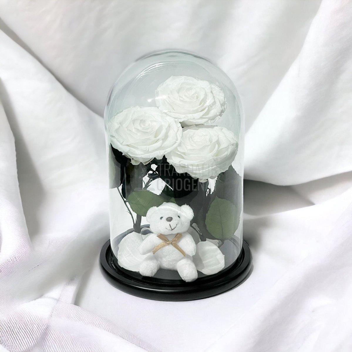 3 Trandafiri Criogenati mari albi in cupola sticla, cu ursulet - Trandafir-Criogenat.ro