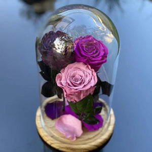 3 Trandafiri Criogenati purpuriu-mov Ø6,5cm in cupola 15x25cm - Trandafir-Criogenat.ro