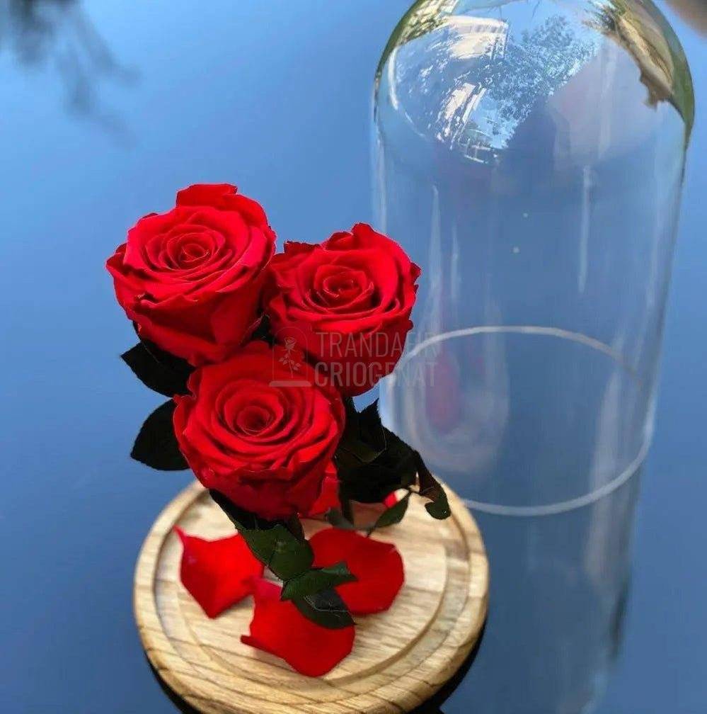 3 Trandafiri Criogenati rosii Ø6,5cm in cupola de sticla 15x25cm - Trandafir-Criogenat.ro
