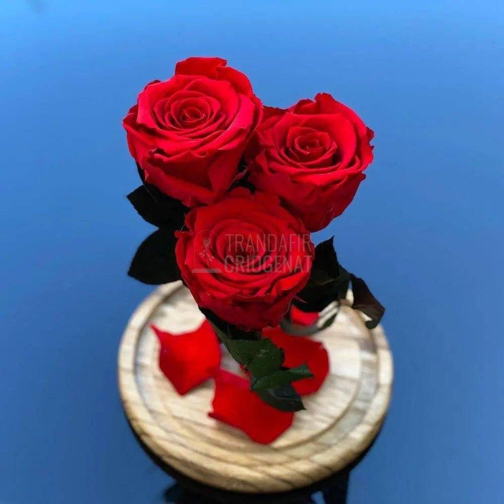 3 Trandafiri Criogenati rosii Ø6,5cm in cupola de sticla 15x25cm - Trandafir-Criogenat.ro