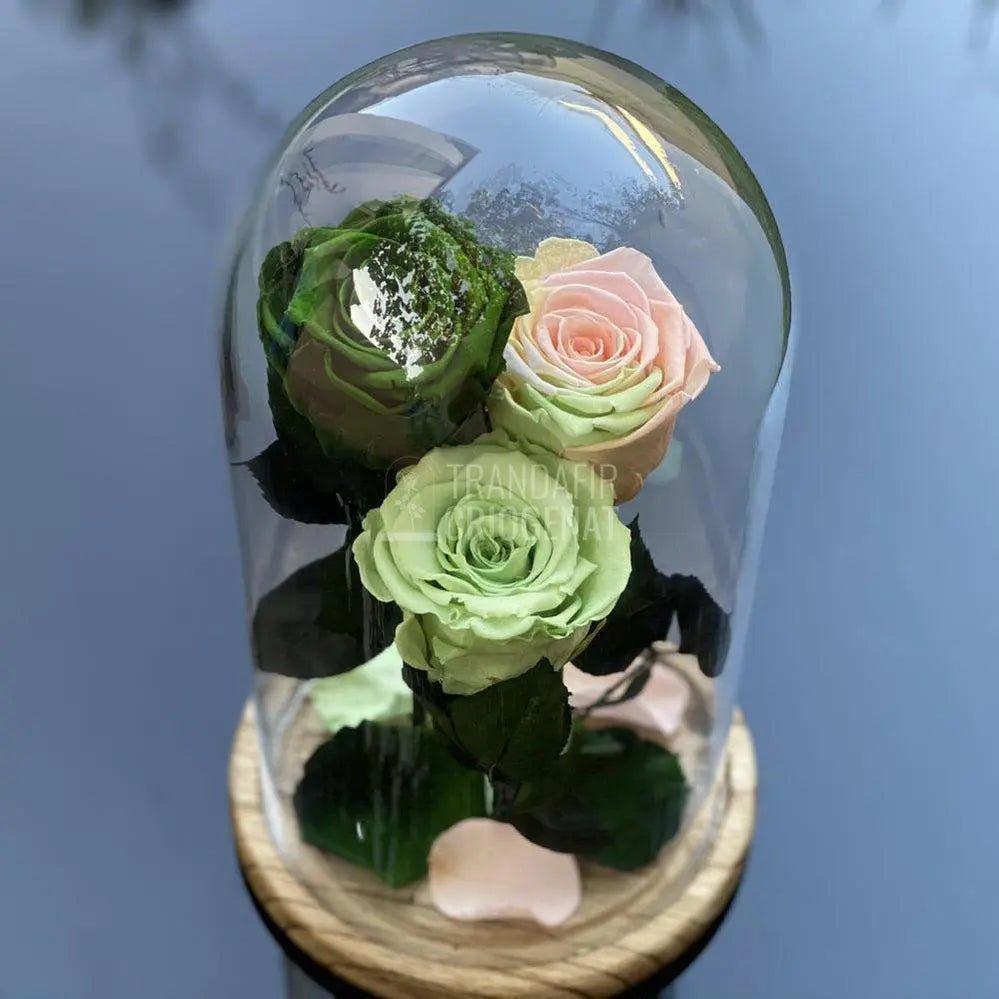 3 Trandafiri Criogenati verde cu multicolor Ø6,5cm 15x25cm - Trandafir-Criogenat.ro