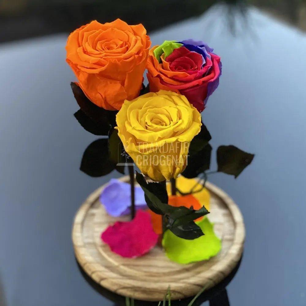 3 Trandafiri portocaliu, multicolor, galben Ø6,5cm 15x25cm - Trandafir-Criogenat.ro