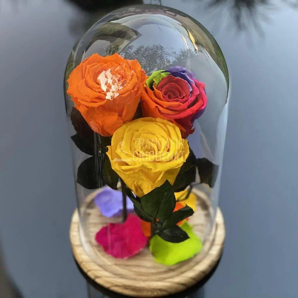 3 Trandafiri portocaliu, multicolor, galben Ø6,5cm 15x25cm - Trandafir-Criogenat.ro