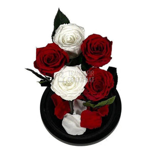 5 Trandafiri Criogenati 3 rosii, 2 albi (orice mix de culori la alegere) - Trandafir-Criogenat.ro