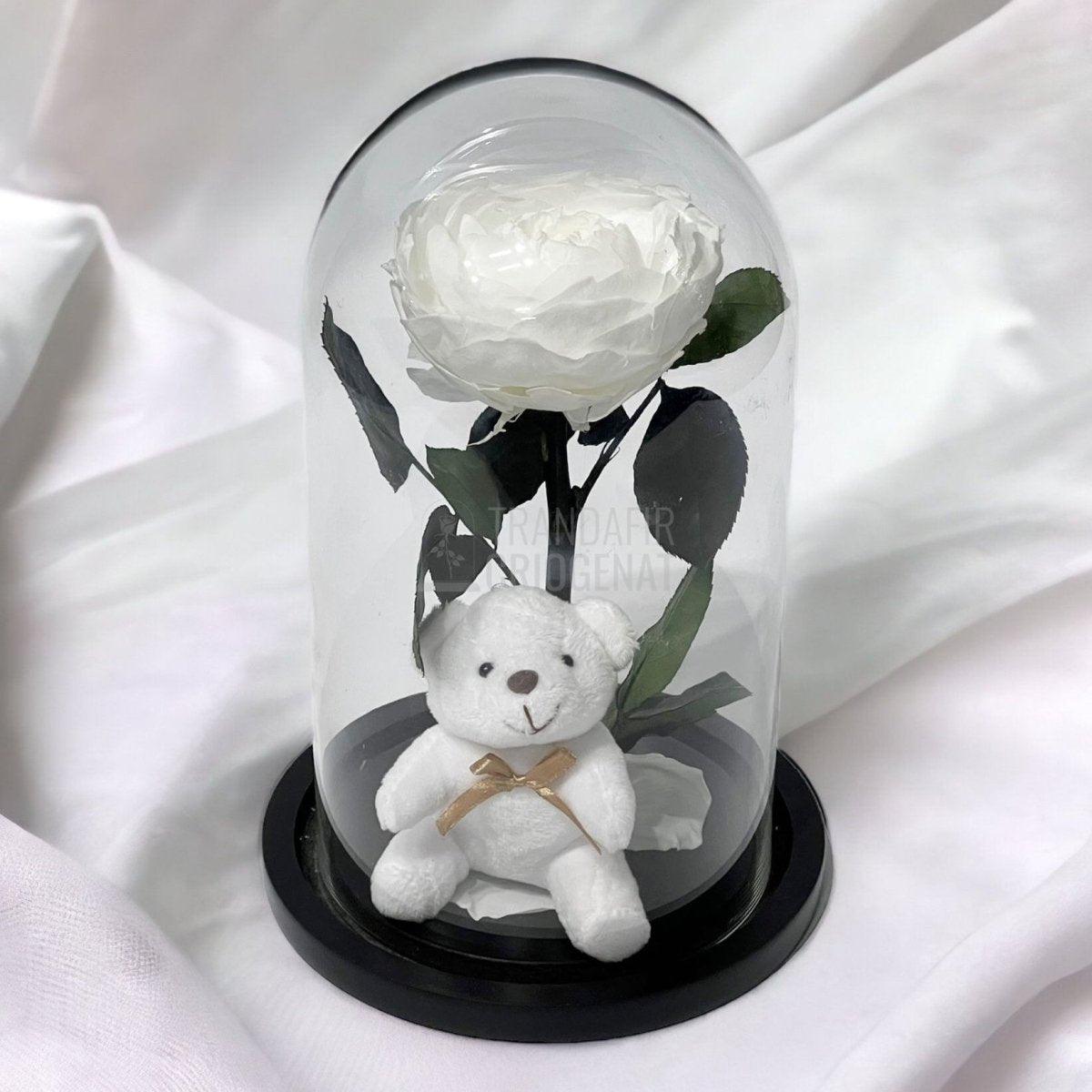 Bujor Criogenat alb Ø10cm in cupola sticla mare cu Ursulet - Trandafir-Criogenat.ro