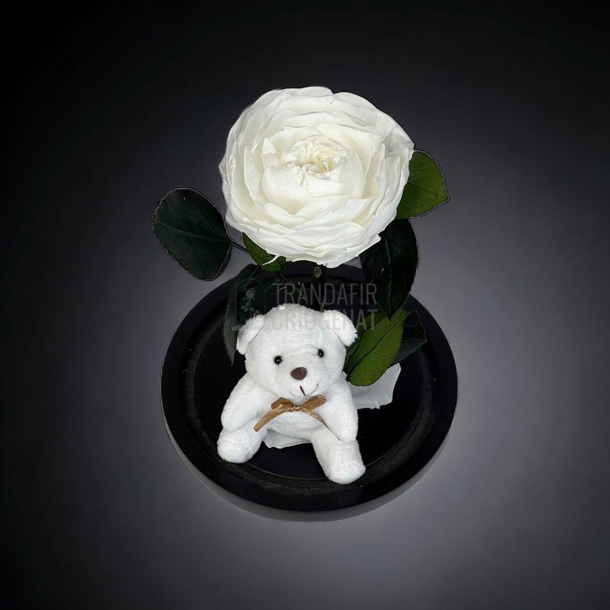 Bujor Criogenat alb Ø10cm in cupola sticla mare cu Ursulet - Trandafir-Criogenat.ro