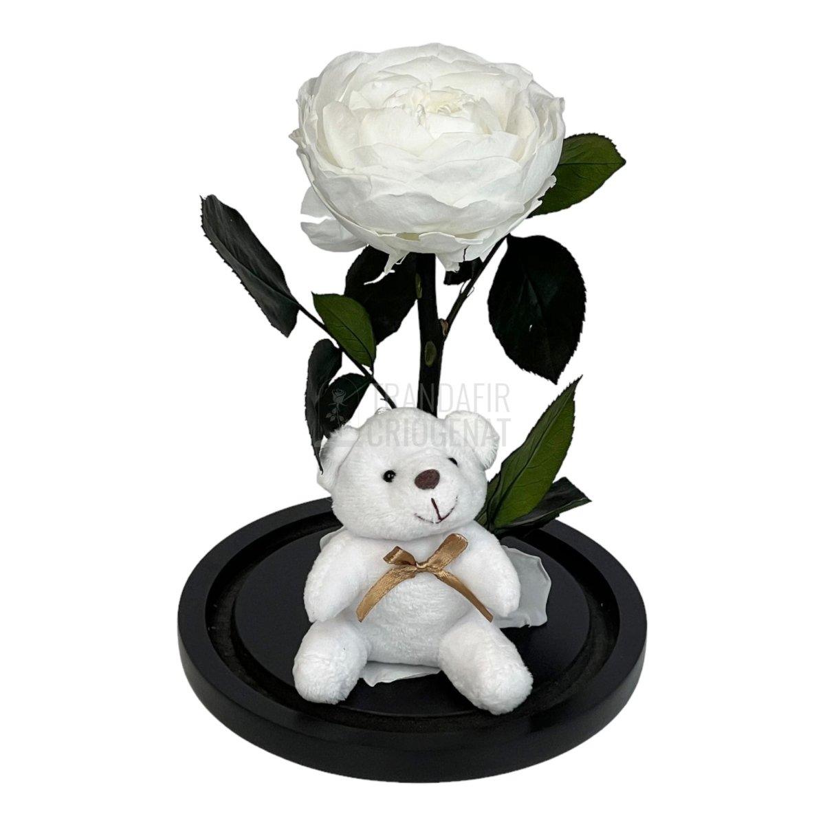 Bujor Criogenat alb Ø10cm in cupola sticla mare cu Ursulet - Trandafir-Criogenat.ro