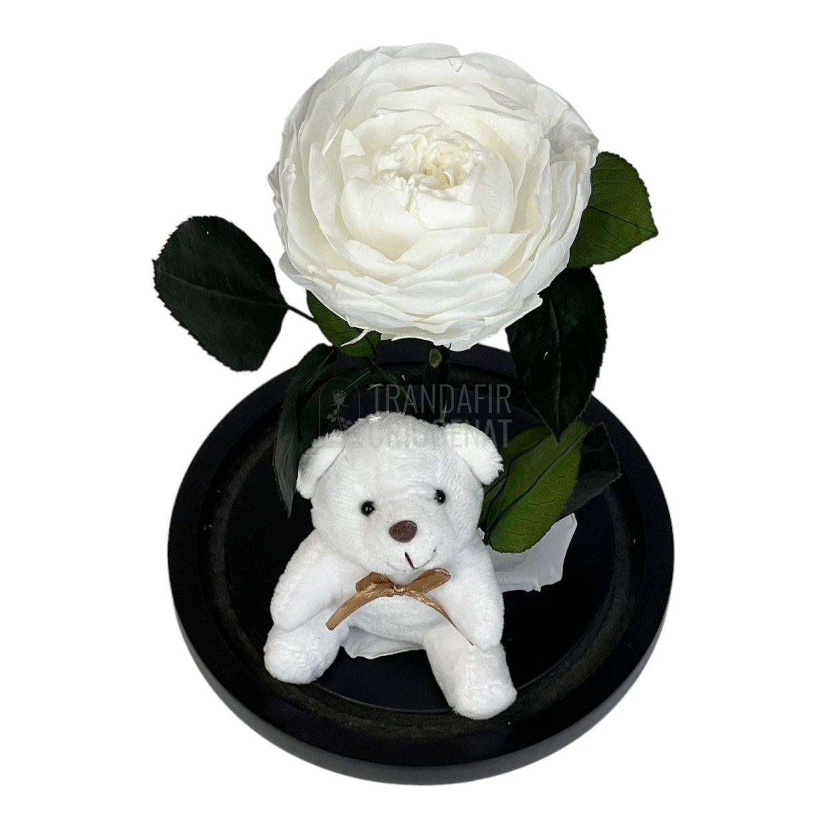 Bujor Criogenat alb Ø10cm in cupola sticla mare cu Ursulet - Trandafir-Criogenat.ro