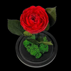 Bujor Criogenat rosu Ø10cm in cupola mare de sticla 15x25cm - Trandafir-Criogenat.ro