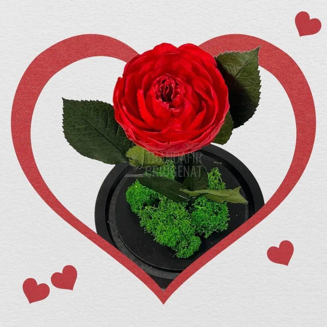 Bujor Criogenat rosu Ø10cm in cupola mare de sticla 15x25cm - Trandafir-Criogenat.ro