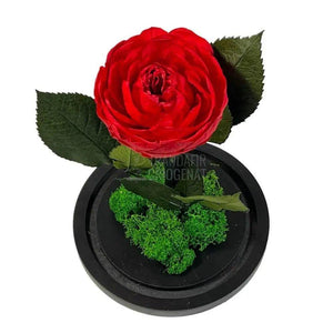 Bujor Criogenat rosu Ø10cm in cupola mare de sticla 15x25cm - Trandafir-Criogenat.ro