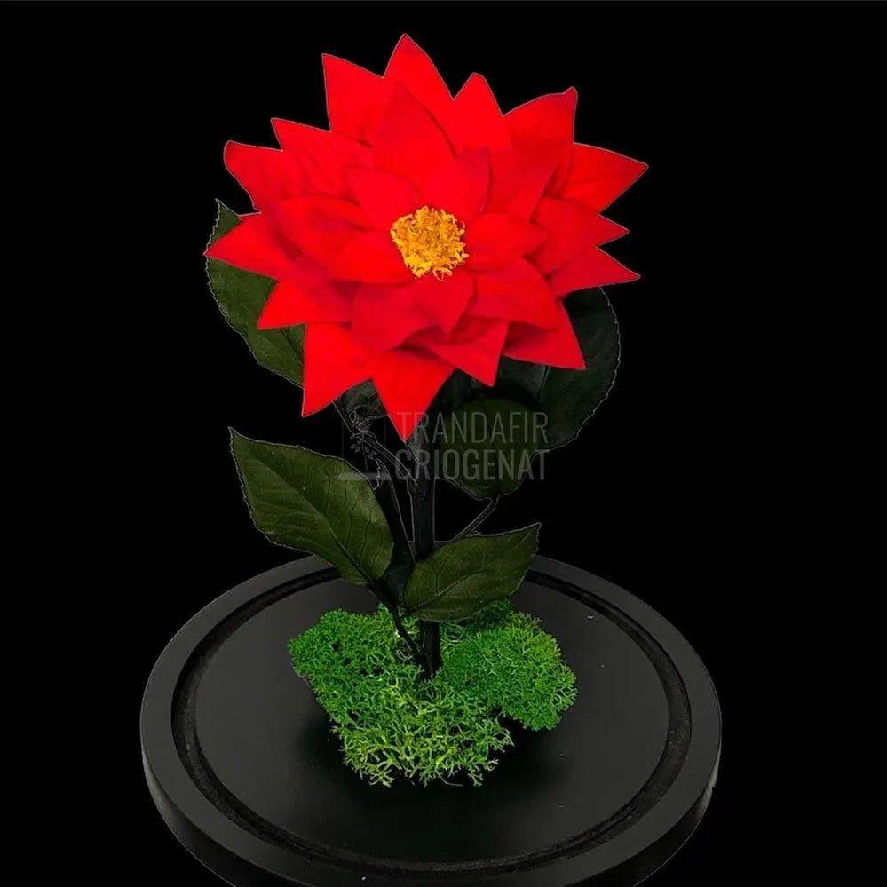 Craciunita Criogenata cu diametru Ø10cm in cupola sticla 15x25cm - Trandafir-Criogenat.ro