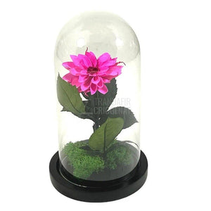 Dalia Criogenata ciclam in cupola de sticla, cu mesaj - Trandafir-Criogenat.ro