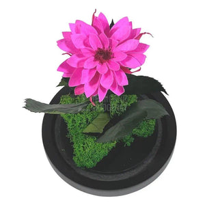 Dalia Criogenata ciclam in cupola de sticla, cu mesaj - Trandafir-Criogenat.ro