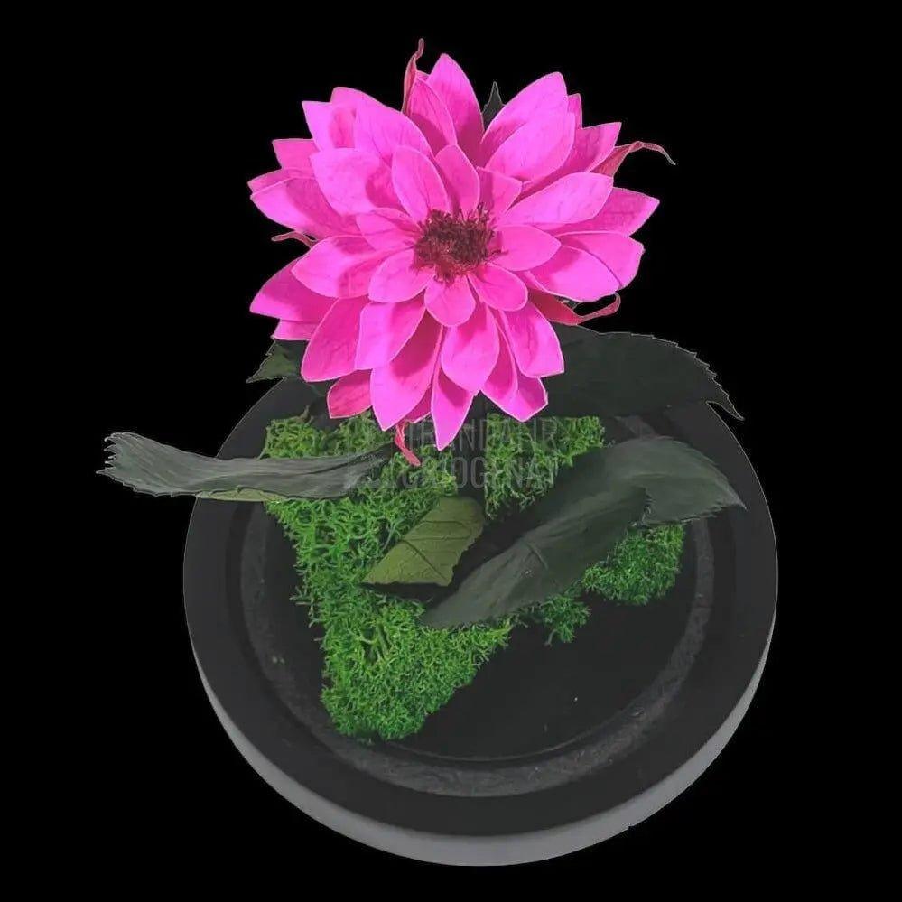 Dalia Criogenata ciclam in cupola de sticla, cu mesaj - Trandafir-Criogenat.ro