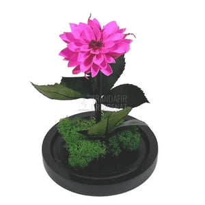 Dalia Criogenata ciclam in cupola de sticla, cu mesaj - Trandafir-Criogenat.ro