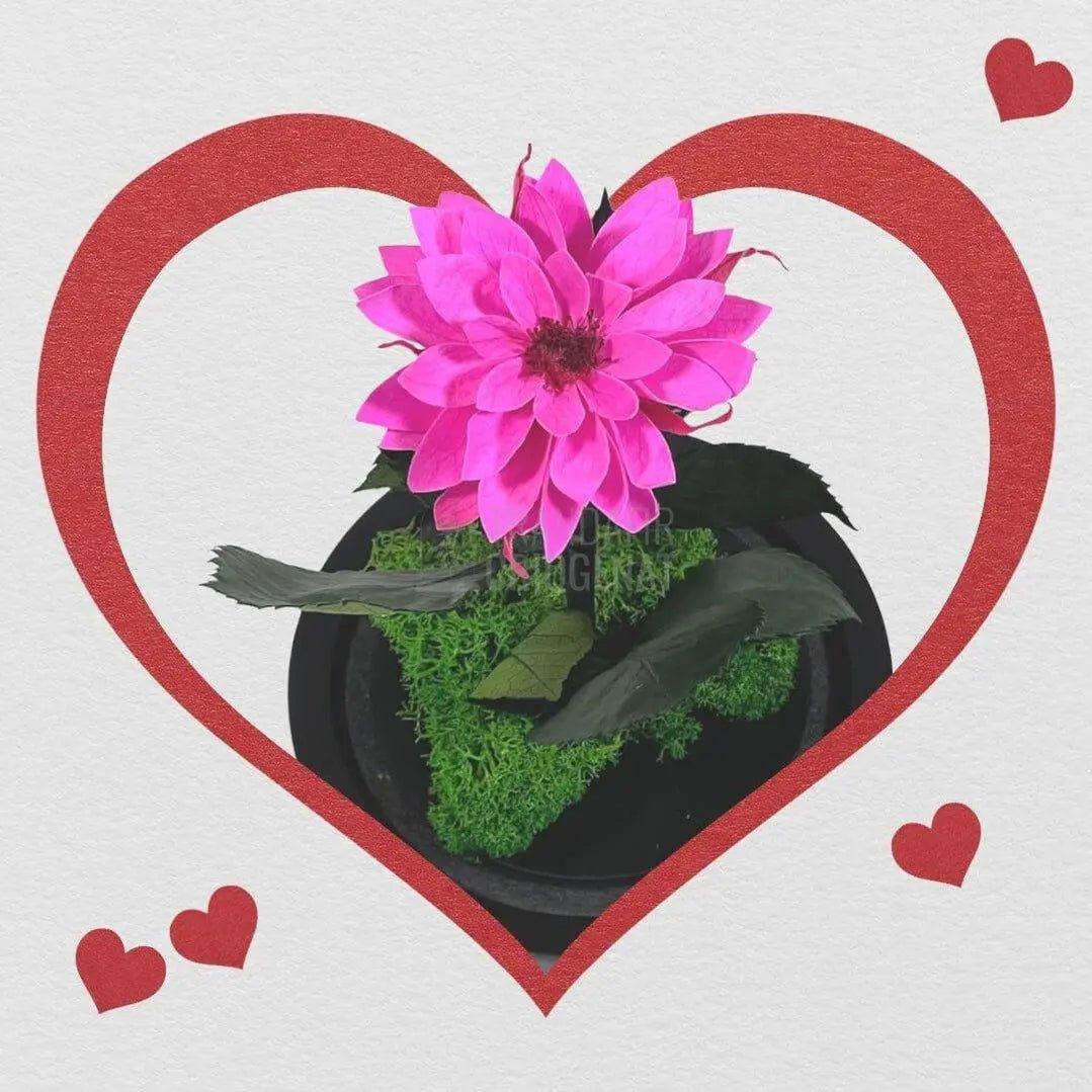 Dalia Criogenata ciclam in cupola de sticla, cu mesaj - Trandafir-Criogenat.ro