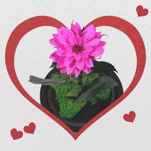 Dalia Criogenata ciclam in cupola de sticla, cu mesaj - Trandafir-Criogenat.ro