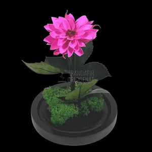 Dalia Criogenata ciclam in cupola de sticla, cu mesaj - Trandafir-Criogenat.ro