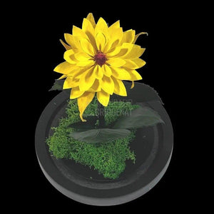 Dalia Criogenata galbena in cupola de sticla, cu mesaj - Trandafir-Criogenat.ro