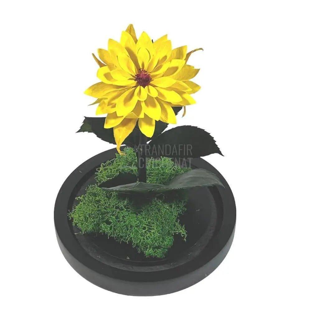 Dalia Criogenata galbena in cupola de sticla, cu mesaj - Trandafir-Criogenat.ro