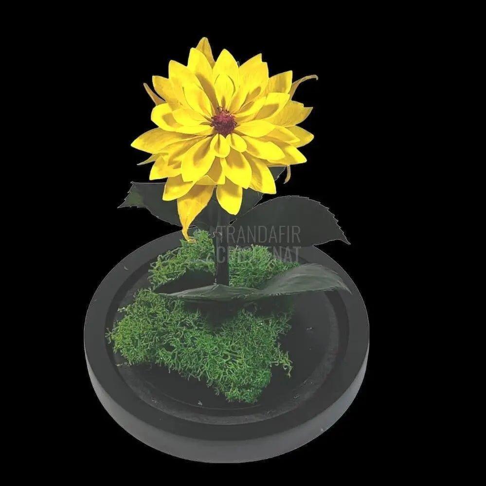 Dalia Criogenata galbena in cupola de sticla, cu mesaj - Trandafir-Criogenat.ro