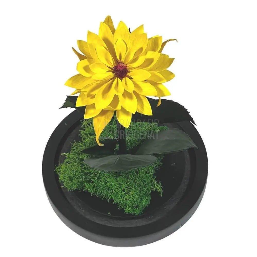 Dalia Criogenata galbena in cupola de sticla, cu mesaj - Trandafir-Criogenat.ro