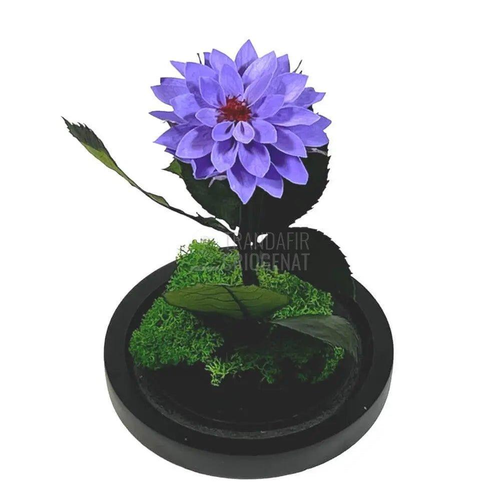 Dalia Criogenata mov in cupola de sticla, cu mesaj - Trandafir-Criogenat.ro