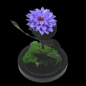 Dalia Criogenata mov in cupola de sticla, cu mesaj - Trandafir-Criogenat.ro